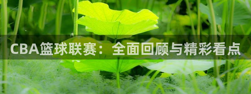 球速体育任小聊id：CBA篮球联赛：全面回顾与精彩看点